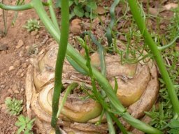 Bowiea volubilis subsp. volubilis bulbs grown together